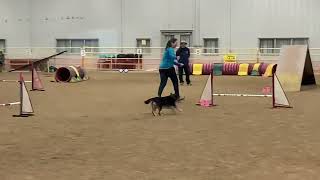 Nova sheeplechase agility run at outback agility April 2023