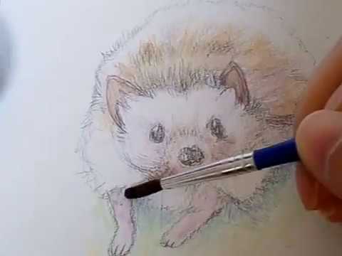 水彩色鉛筆でハリネズミ メイキング Youtube