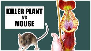 Hungry Carnivorous Plant Devours Unsuspecting Mouse