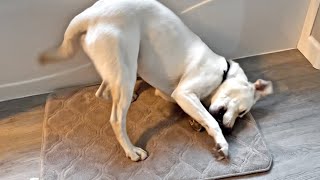Labrador Gets The SCRATCHIES!! by Life with Labrador Lucy 9,175 views 9 months ago 2 minutes, 22 seconds