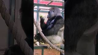 This Silverback Is Enjoying Some Crunchy Cauliflower!  #Gorilla #Eating  #Asmr #Satisfying
