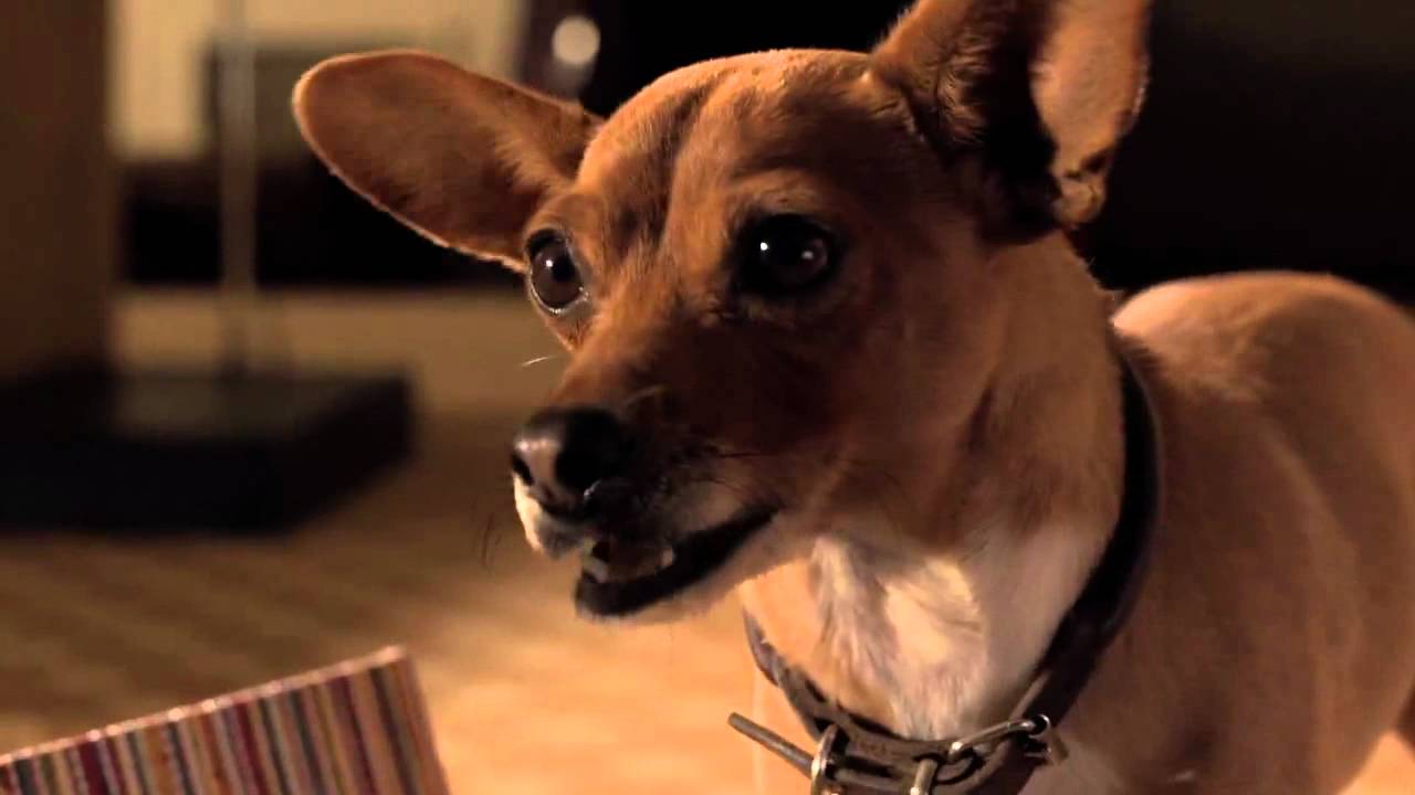 DISNEY PERDIDO PRA CACHORRO 3 YouTube DISNEY PERDIDO PRA CACHORRO 3 YouTube
