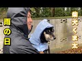 柴犬くま太　雨の日の散歩