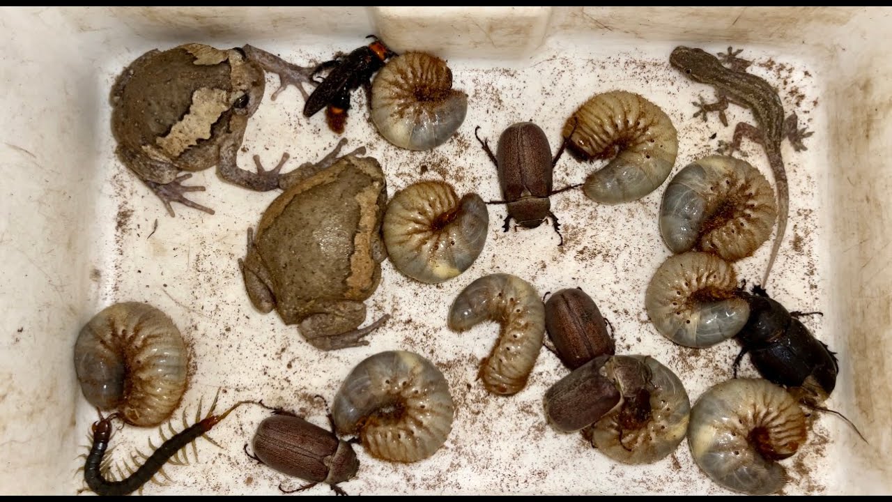 Rotten Insect Strangely Bumblebee Covered in Stump Rotten and Strong Centipede in ...