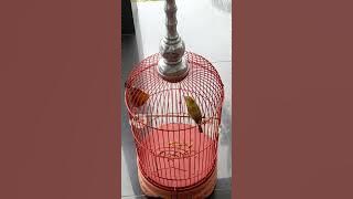 Pleci dakun lokal madura (pleci kecial) muda belajar anteng