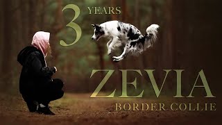 ZEVIA ♥ border collie [3 years] TRICKS | FRISBEE | FUN