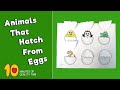 Animals that hatch from eggs craft