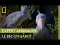 Bec-en-sabot, un oiseau à l&#39;allure préhistorique | AU CŒUR DU ZOO : TAMPA