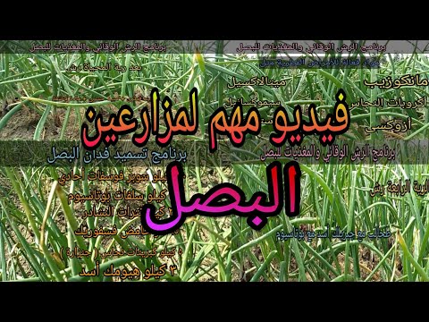 برنامج تسميد وري البصل وبرنامج الرش الوقائي ورش المغذيات لزيادة الإنتاج