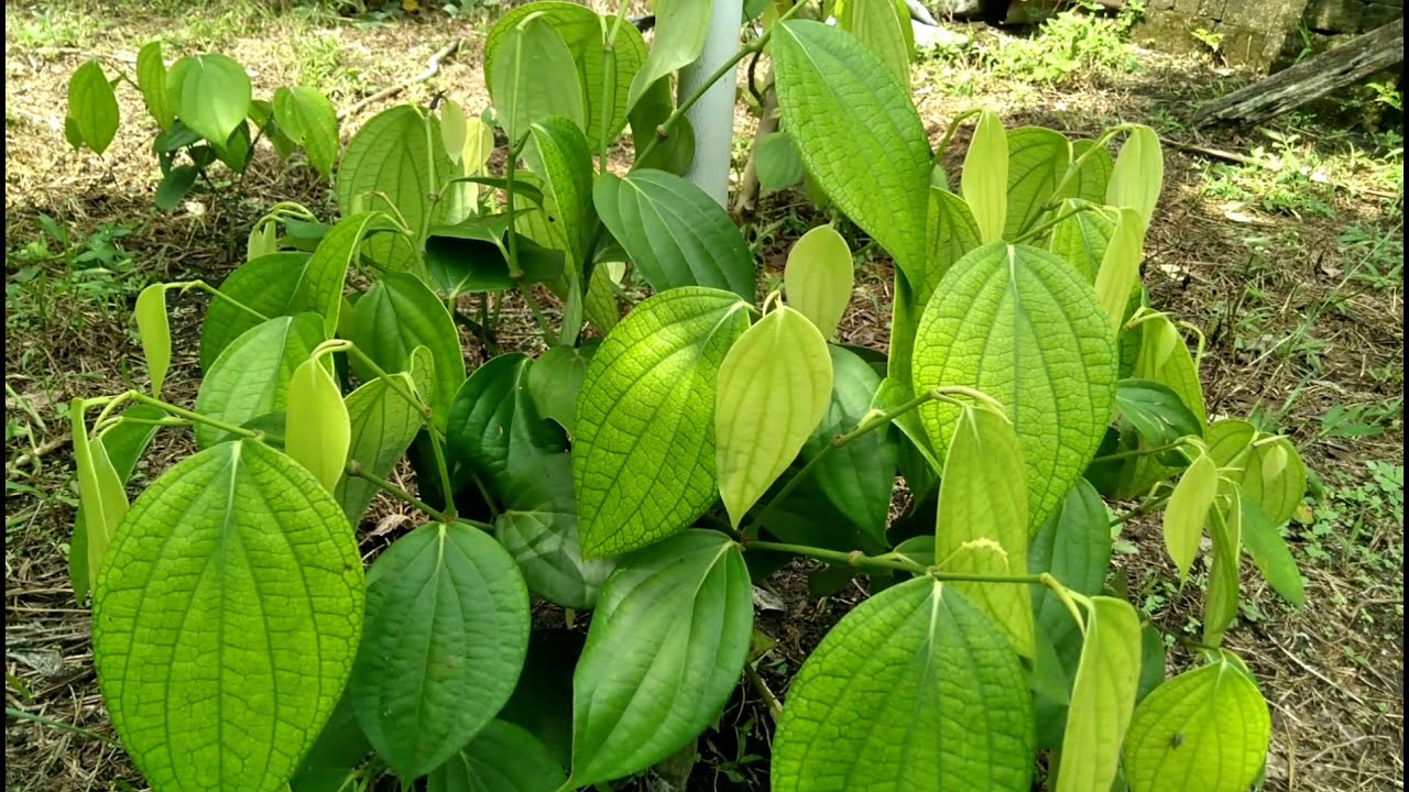 CARA MEMBUAT LADA PERDU