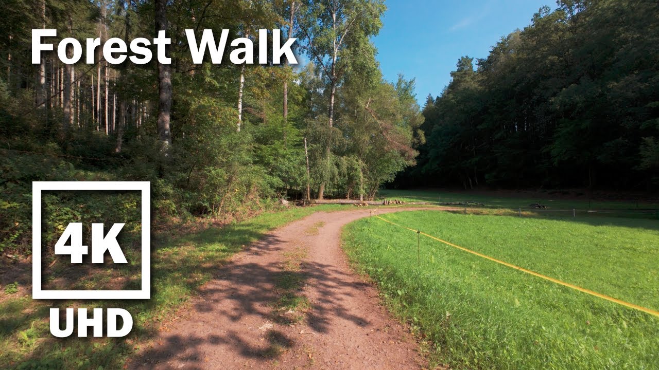 Virtual Walk Forest Hike | 4K UHD Stereo Audio | no Music | 4 - YouTube