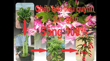Cách ghép hoa tiểu quỳnh ( hoa càng cua) lên cây thanh long chơi tết. Đơn giản, dễ sống 100%