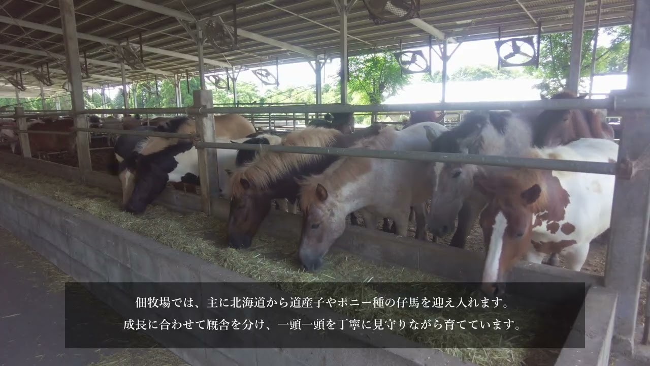 鹿児島・頴娃町で、純国産の馬を育てる佃牧場【公式紹介映像／鹿児島唯一の馬肥育牧場】