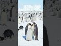 Emperor penguins recognize their chicks by their calls, but it takes a little time to confirm