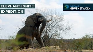 Elephant Ignite Expedition: A world-first adventure across Africa