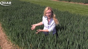 Fungicide timings in winter wheat