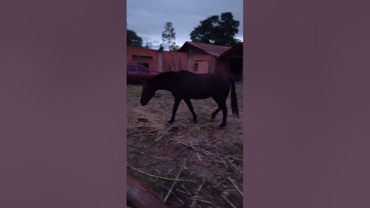 descarregando trato pros cavalos 🐎 - YouTube