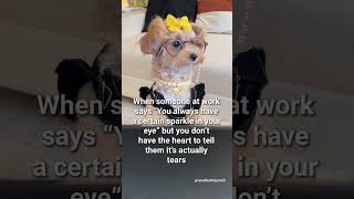 It’s just dusty in here, Susan. #noodlesthepooch #workhumor