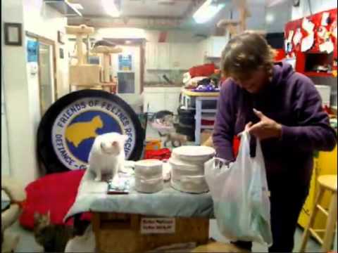 cage free vs organic eggs Boxes 2-6-2013