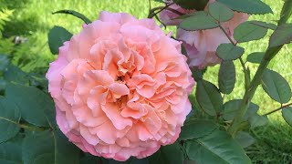 Very large scented rose blooms: Augusta  Luise