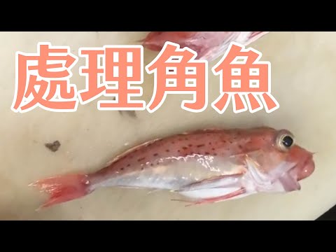 【海洋主廚愛爾文魚類處理】如何處理角魚？｜How to deal with pterygotrigla hemisticta?