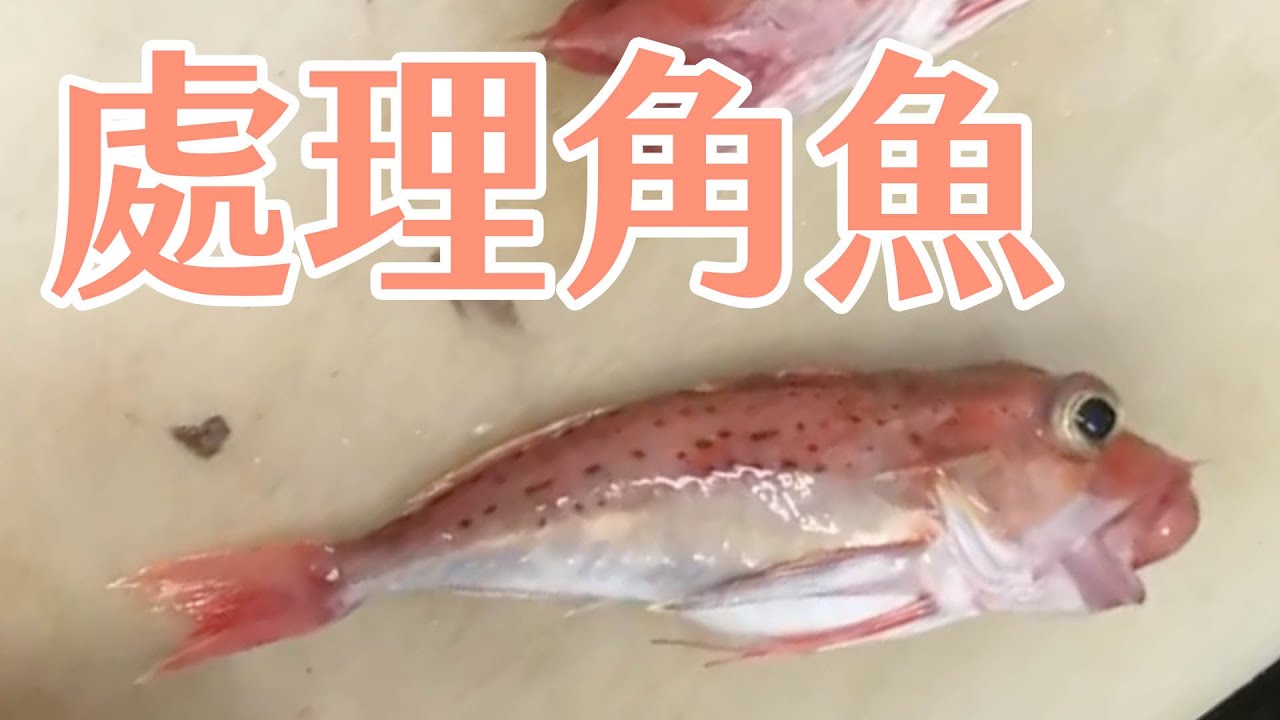 角鱼功效与作用 角魚營養