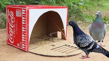 Unique Quick Pigeon Trap Using Box Coca-Cola - Simple DIY Bird Trap