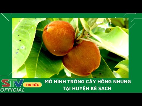 Video: Điều Kiện Trồng Cây Hồng - Hồng mọc ở đâu