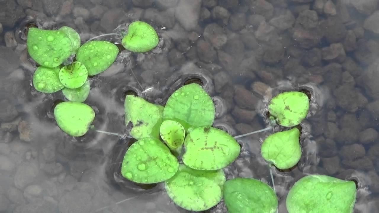 浮き草 アマゾンフロッグピット 綺麗な増やし方のちょっとしたコツ 利点 浮草 水草 Youtube