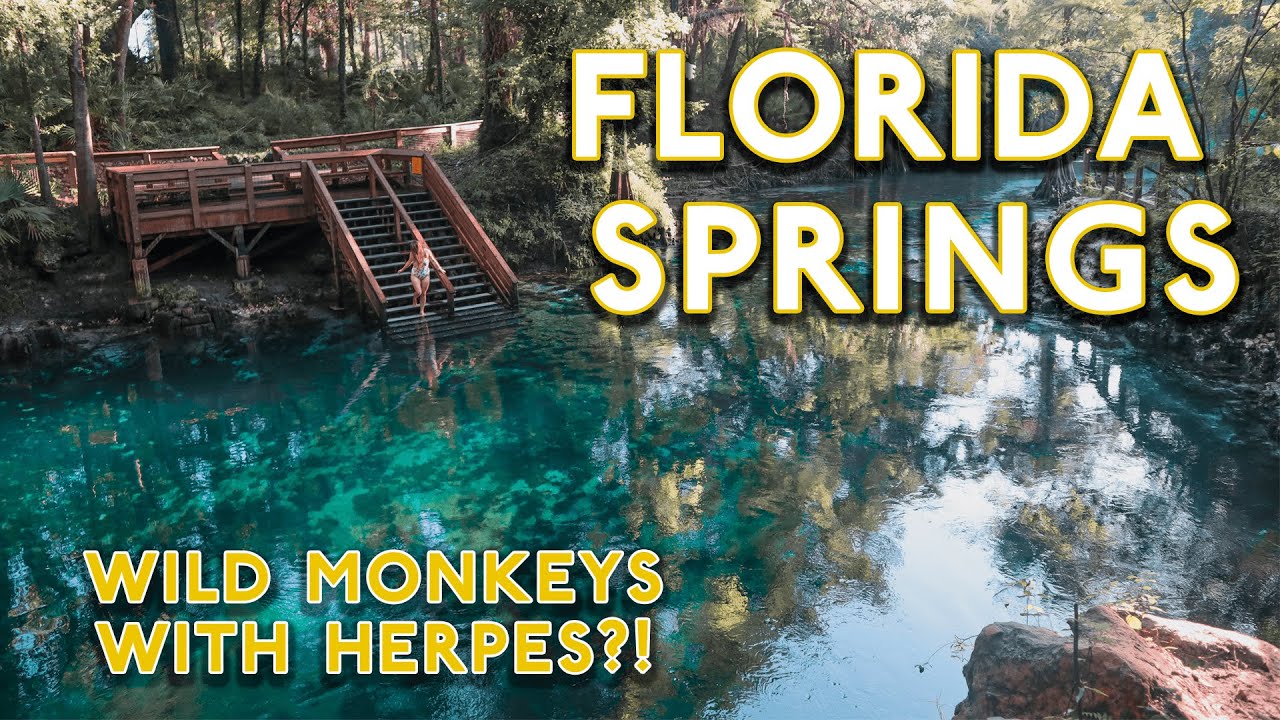 The Curious Case Of Florida'S Wild Monkeys (Silver Springs + Madison Blue)