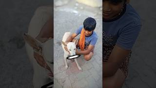 #tails kalla etuththu atikira🥺#trending #dogsreels🐕 #vettakaaran1111..#funnyshorts🤣🤣.#likes#comedy🙏🏻