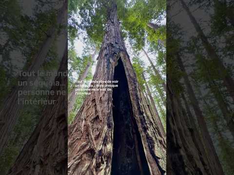 Un séquoia après un incendie … résilience ✨🤍 #sequoia #travel #california