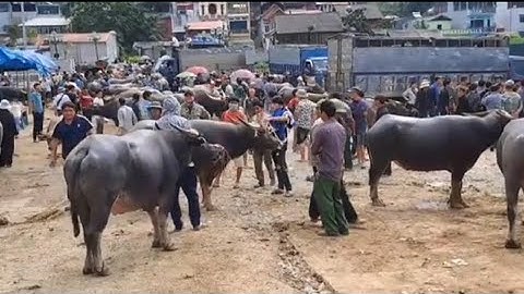 Khám phá một trong những chợ Trâu lớn nhất Tây Bắc mang nét truyền thống tại Bắc Hà,Lào Cai