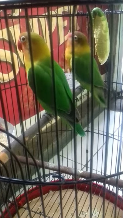 Suara love birt ngekek panjang