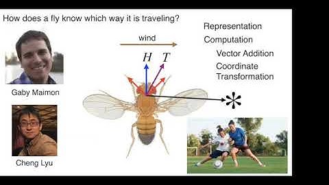 World Wide Theoretical Neuroscience Seminar: Larry Abbott, November 4, 2020