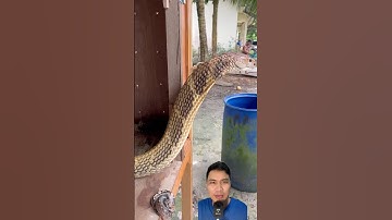 Nuôi rắn hổ mang chúa làm thú cưng có vi phạm pháp luật?  #snake