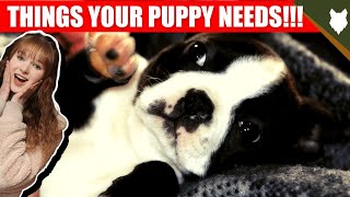 THINGS YOU'LL NEED FOR YOUR BOSTON TERRIER PUPPY