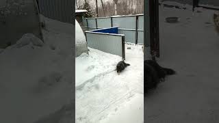 Канадский волк - гибрид, 3 декабря 2023. #волк #wolf #волкособ #канадскийволк #canadianwolf