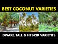 Best coconut varieties  dwarf tall and hybrid coconut varieties  coconut variety for farming