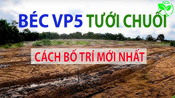 CÁCH BỐ TRÍ MỚI NHẤT BÉC VP5 CHO HỆ THỐNG TƯỚI CHUỐI | VNPLANT