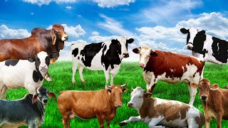Sonidos De Vaca, Ternero, Toro - Sonidos De Animales Domesticos