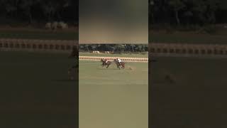 Breathless horse Polo commentary by Devender commentator on a breathtaking horse Polo field goal