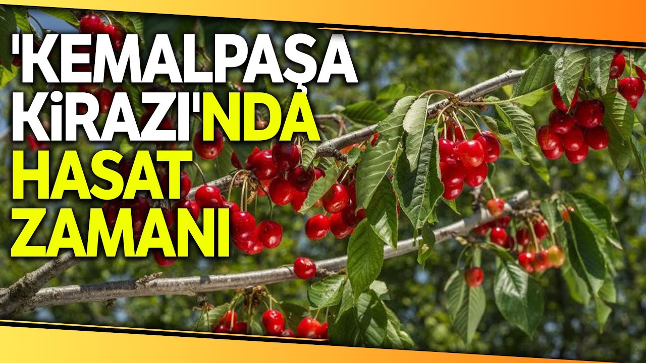 Kirazın Anavatanı Kemalpaşa'da Kiraz Hasadı Sürüyor