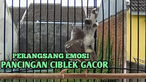 ciblek kristal gacor ngebren ak 47 variasi sekali pancing ciblekmu nyaut