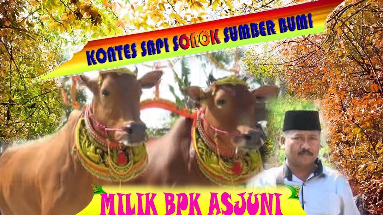 ULTAH.SAPI SONOK MILIK BPK ASJUNI