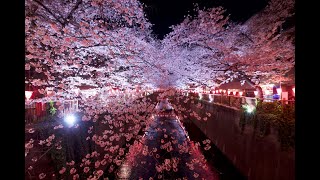 Meguro River in Nakameguro Area at night - Cherry Blossom Viewing (March - Tokyo in 12 months)