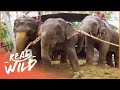 The Last Round Up Of The Elephants [Elephants In Chains Documentary] | Real Wild