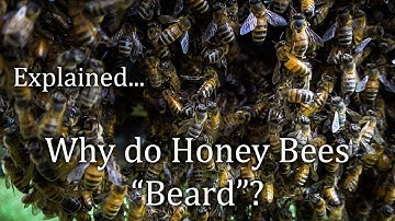 Honey Bees Bearding Outside the Bee Hive! FAQ 33 Why do they do that? Bees Clustered.