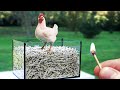 Experiment: CHICKEN vs MATCHES