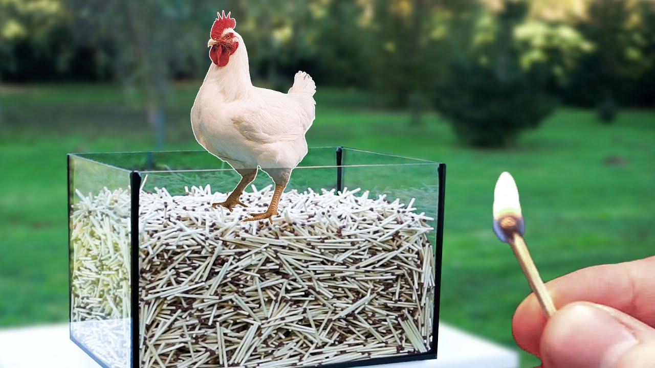 Experiment: CHICKEN vs MATCHES - YouTube